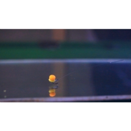 Osmo Mini Robak Wiggly Wafters 6x12mm Namiętna