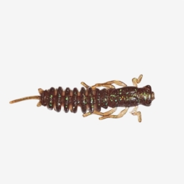 Guma Water King Larwa 5,5cm 22
