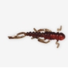 Guma Water King Widelnica 5cm 22