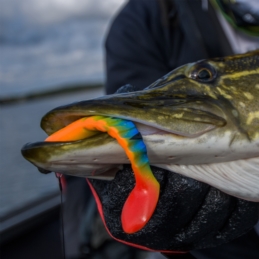 Savage Gear Cannibal 10cm Angry Dot