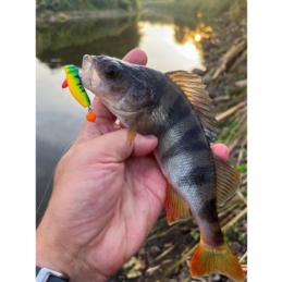 Savage Gear Cannibal 5,5cm Angry Dot