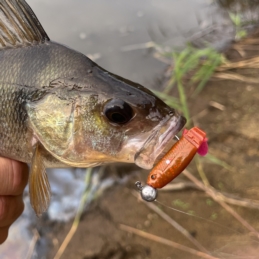 Savage Gear Cannibal 5,5cm Magic Dot